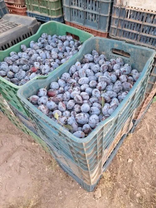 Vente Terrain Agricole Sidi Bel Abbès Sidi bel abbes