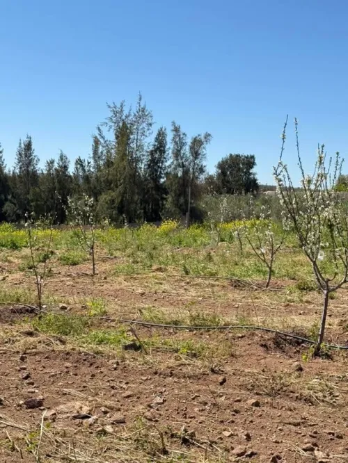 Vente Terrain Agricole Sidi Bel Abbès Sidi bel abbes