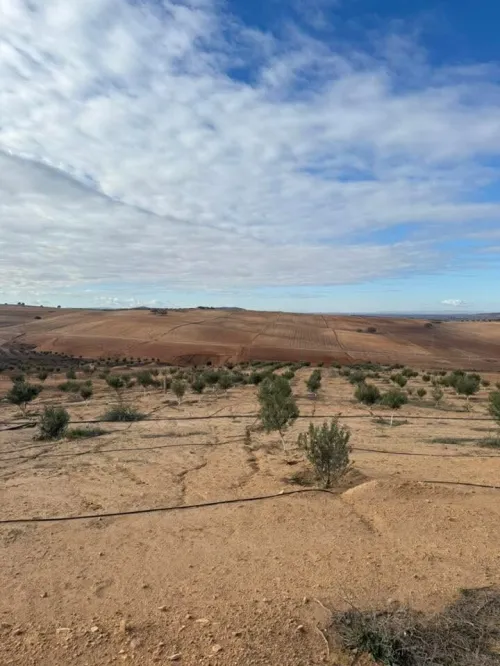 Vente Terrain Sidi Bel Abbès Mostefa ben brahim
