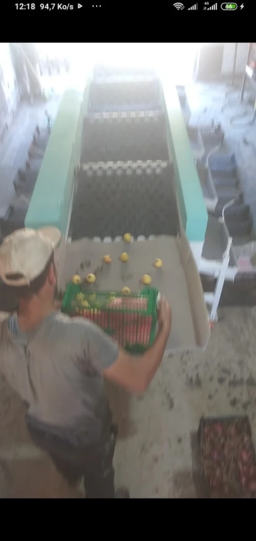 Machine triage (calibreuse) des fruits