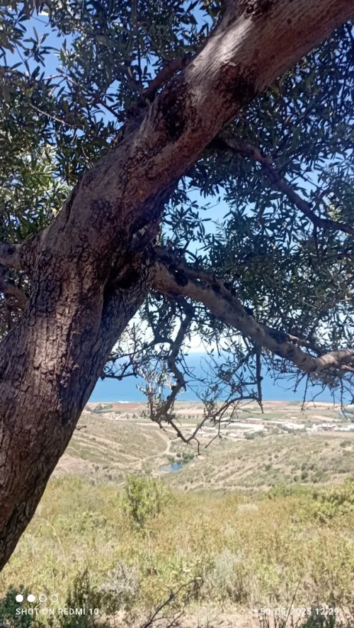 Vente terrain avec acte a azefoun 