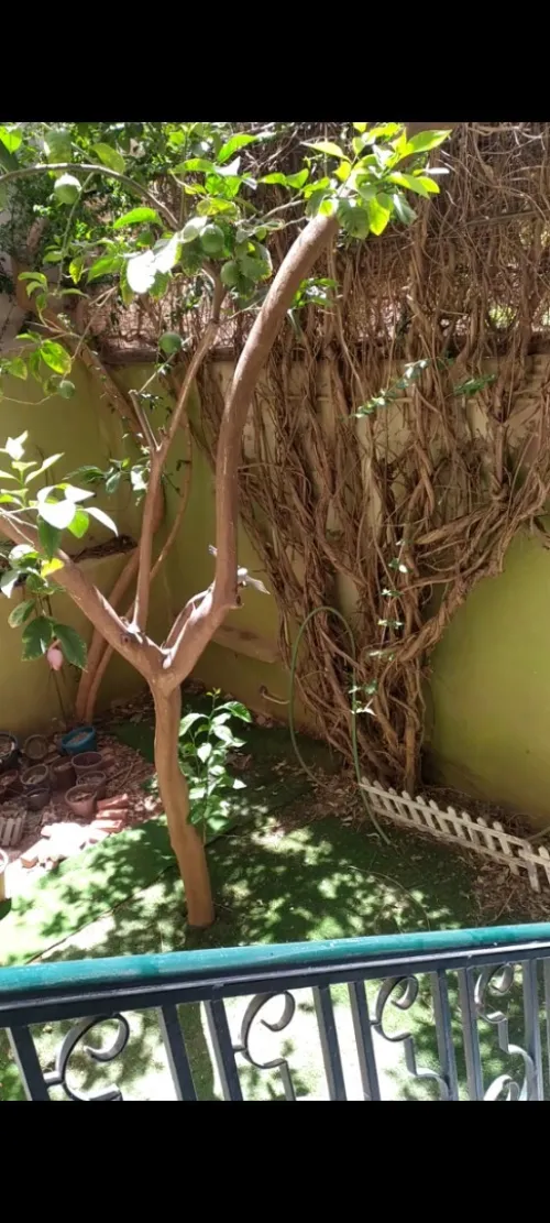 Vente Villa Tlemcen Tlemcen