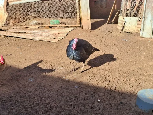 داندو عربي للبيع