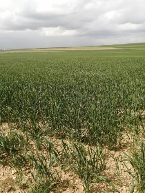 Location Terrain Agricole Bordj Bou Arreridj Ras el oued