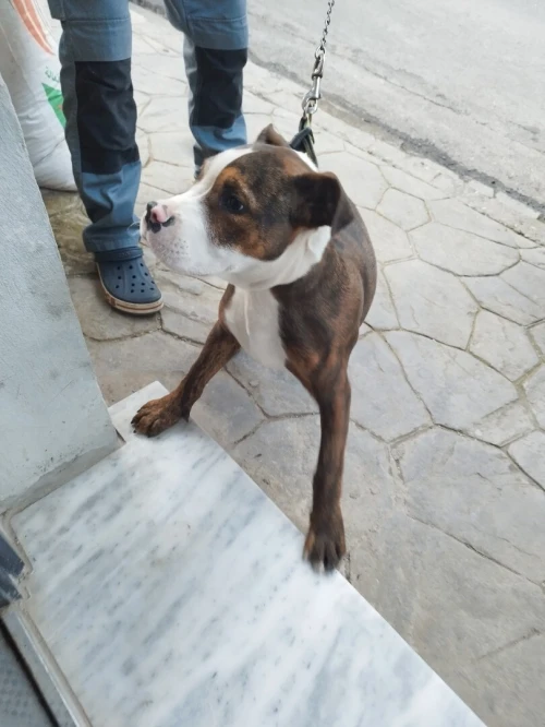 American bully