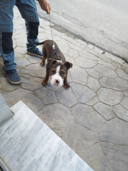 American bully