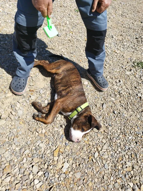 American bully