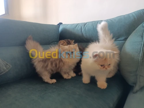 Chaton persan 