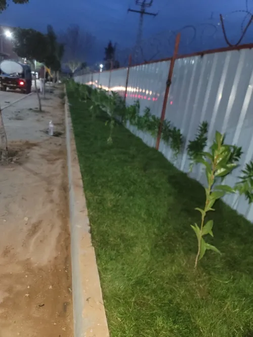 Gazon et plantes 