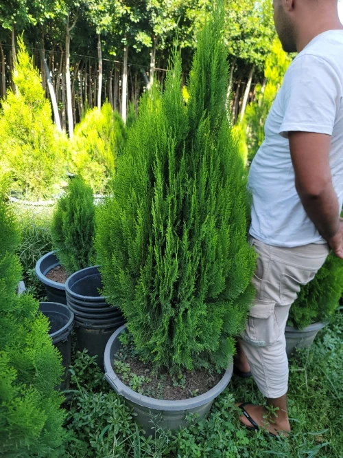 Gazon et plante