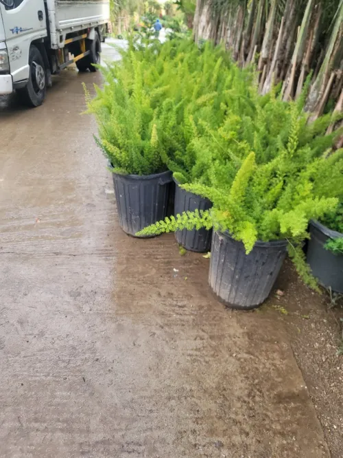 Gazon et plantes 