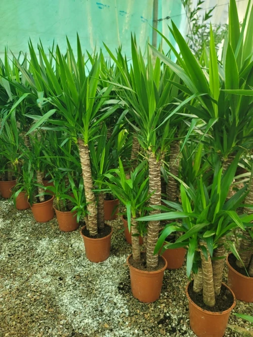 Gazon et plantes 