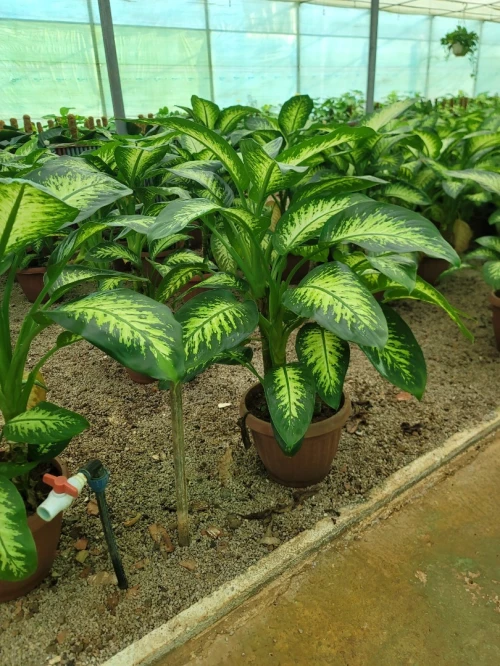 Jardinage