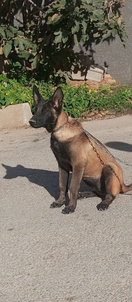 Malinois femelle