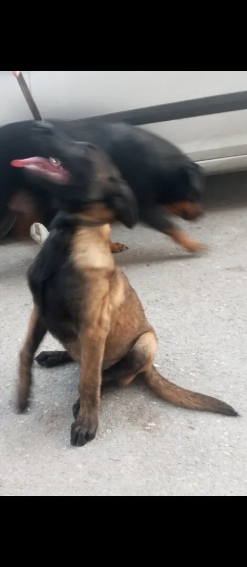 Femelle malinois