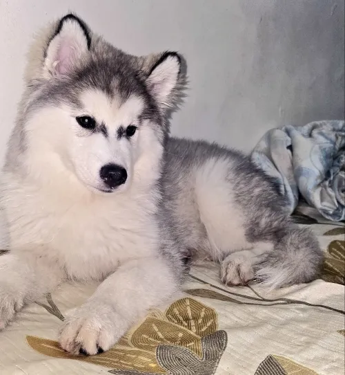 Chien husky