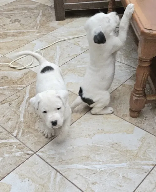 2 Chiots 