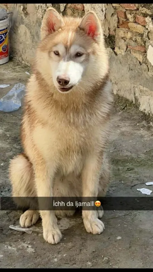 Husky
