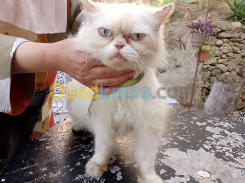 Chatte Piki Face enceinte 