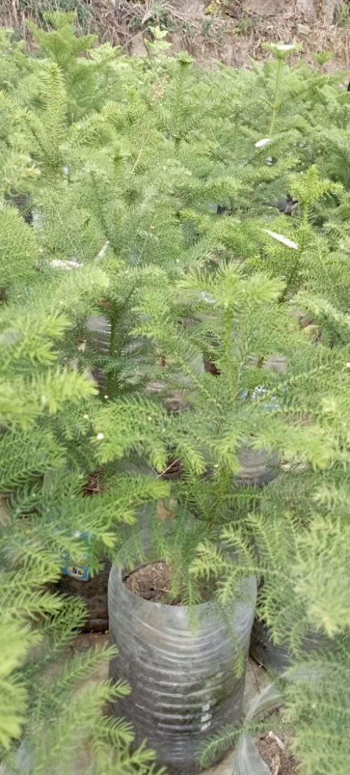 Vente Arucaria afaire