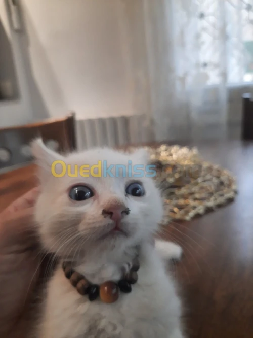 White cat 