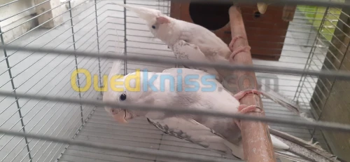كوبلة كالوبسيت 