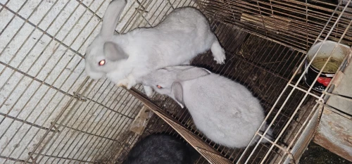Lapin  et lapereux ارانب