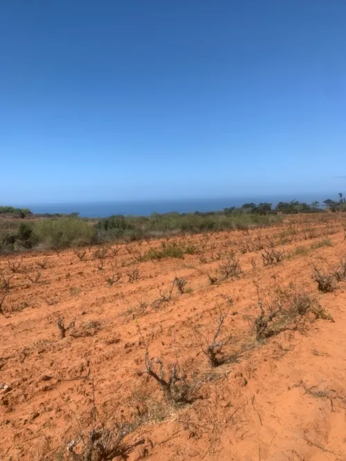 Vente Terrain Agricole Mostaganem Abdelmalek ramdane
