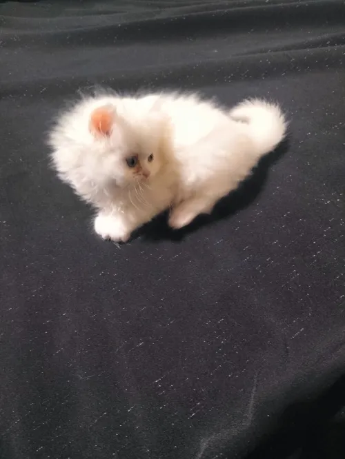 Chat Persan a vendre