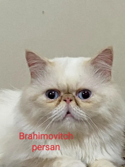 Chat Persan peky face
