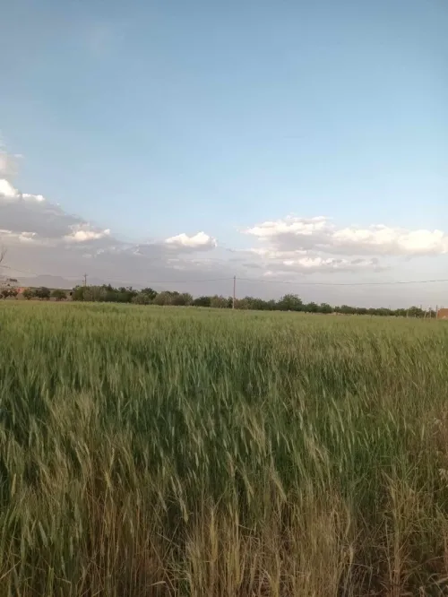 Vente Terrain Agricole M'Sila Msila