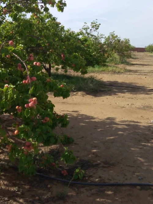 Vente Terrain Agricole M'Sila Msila