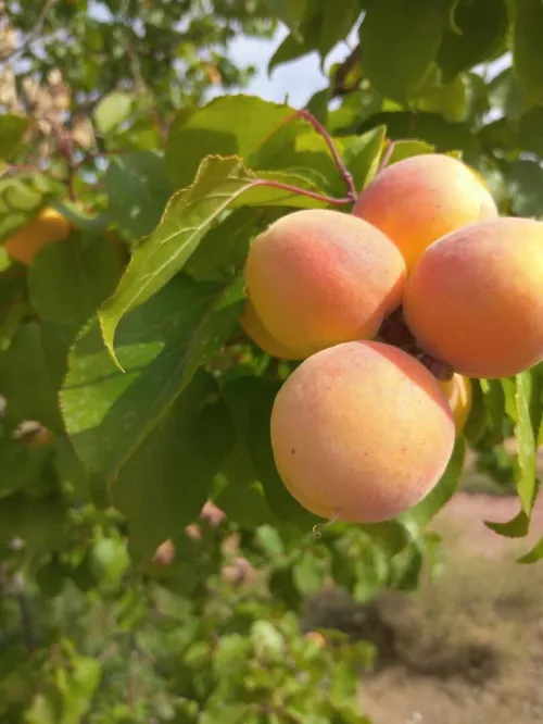 Vente Terrain Agricole M'Sila Msila