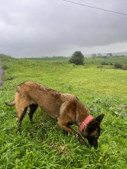 Femelle malinois