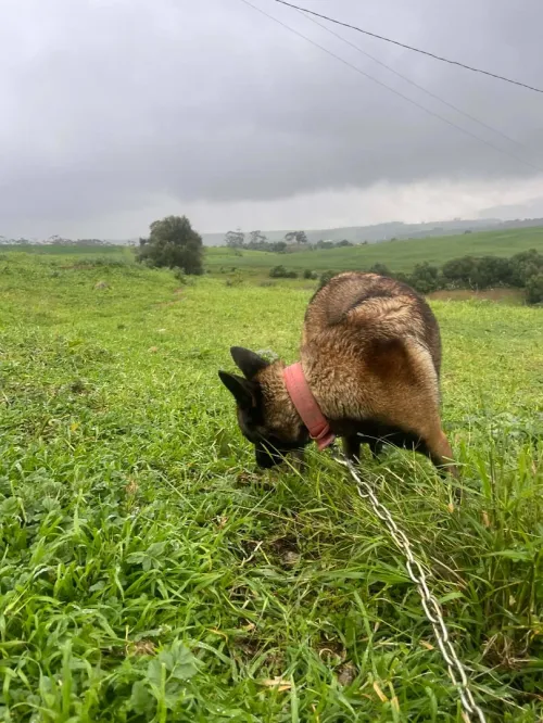 Femelle malinois