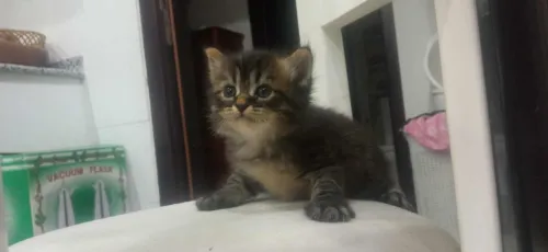 Chat himalayenne 