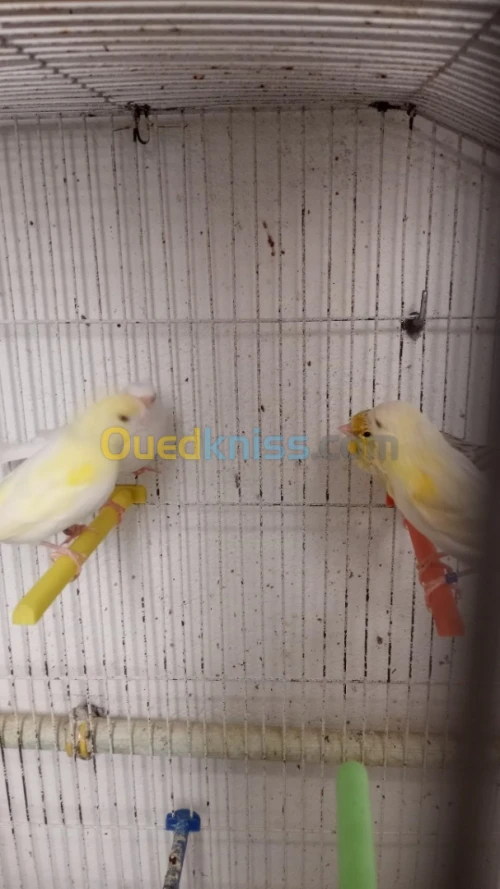 Canari 