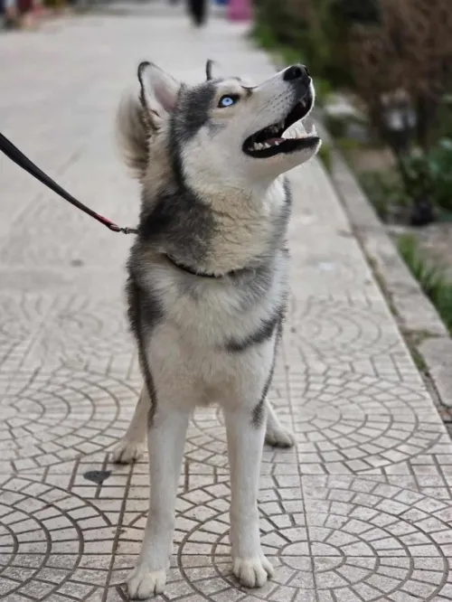 Husky sibérien 