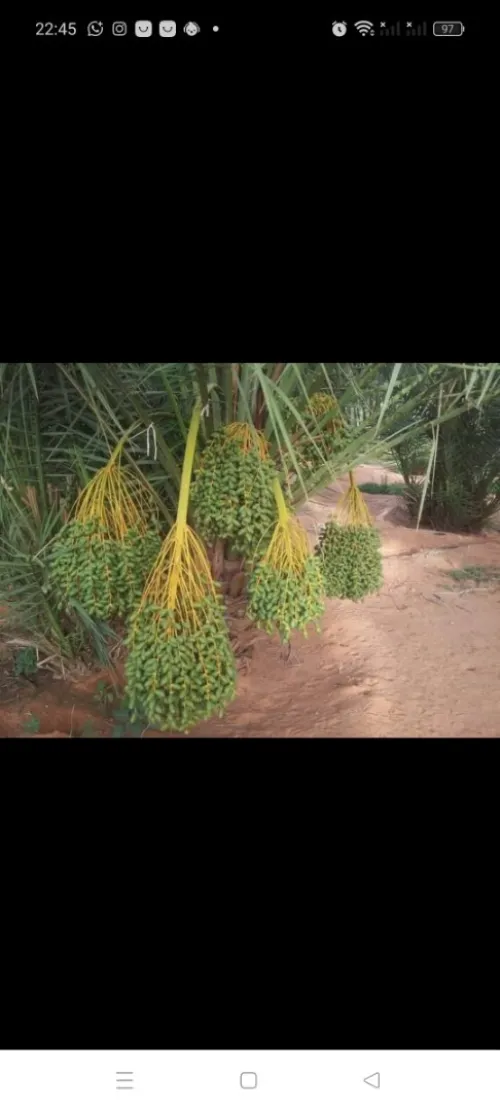 Vente Terrain Agricole Ghardaïa Sebseb