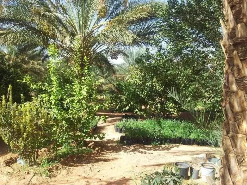 Vente Terrain Agricole Ghardaïa Sebseb