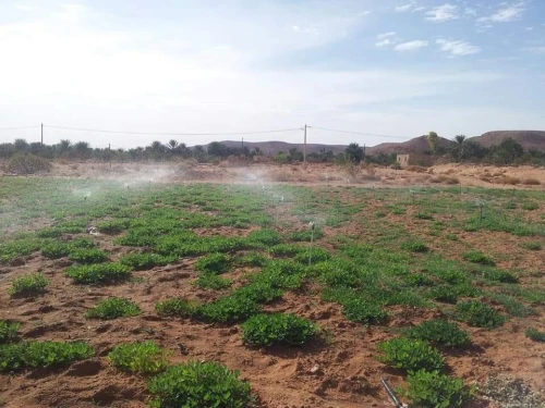 Vente Terrain Agricole Ghardaïa Sebseb