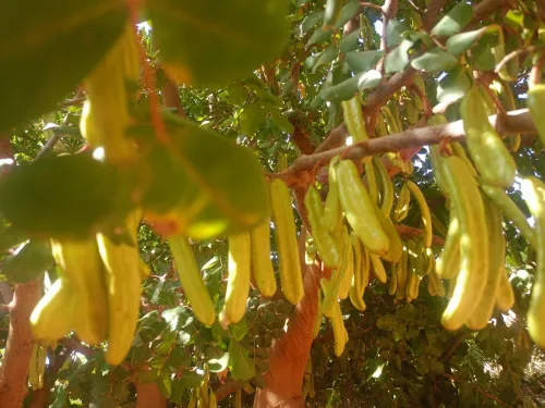 Vente Terrain Agricole Ghardaïa Sebseb