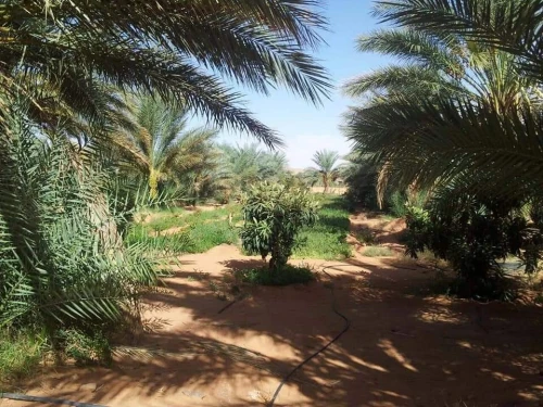 Vente Terrain Agricole Ghardaïa Sebseb