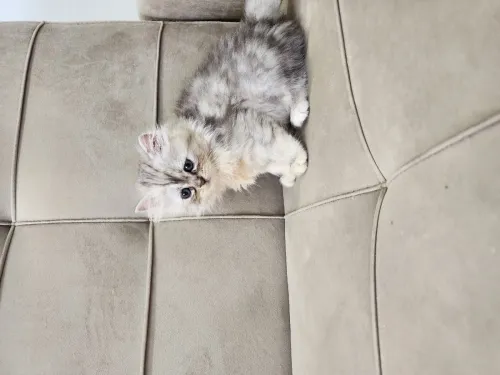 British longhair