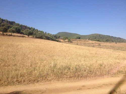 Vente Terrain Blida El affroun