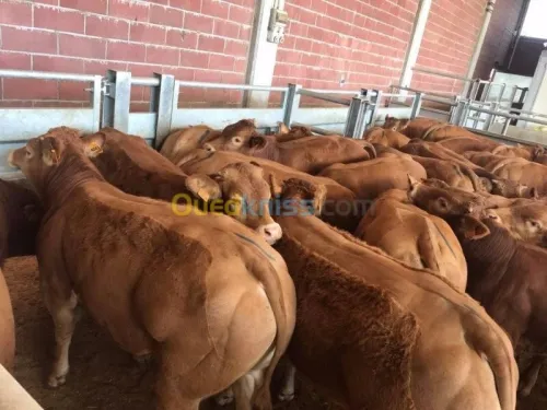 TAURILLONS D'ABATAGE