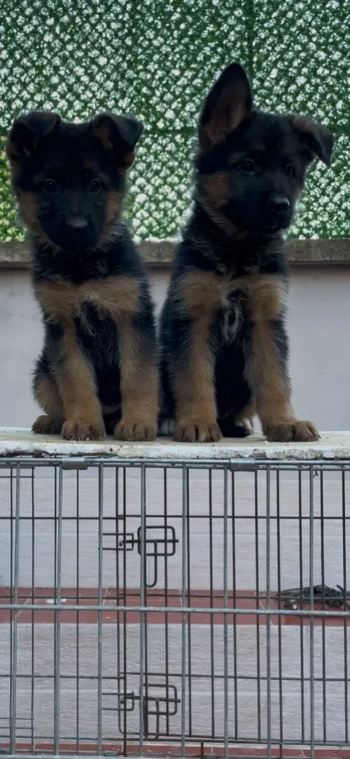 Deux chiot Berger allemand de 60 jours