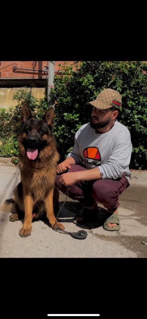 Très belle femelle 70jours berger allemand