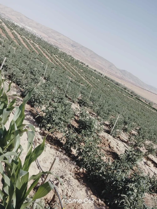 Vente Terrain Agricole Mascara Ain fekan
