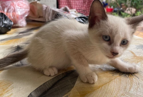 une chatte 